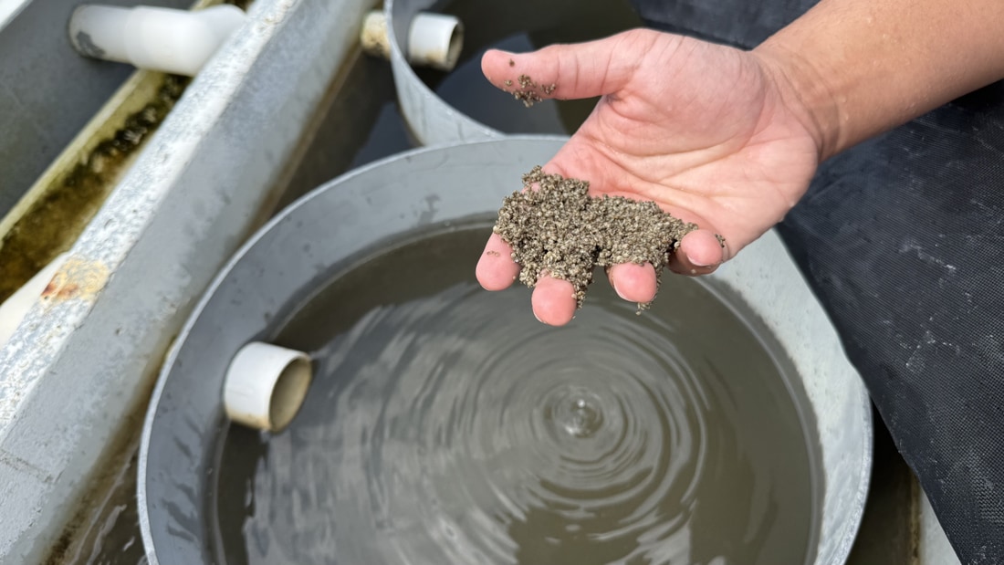 A handful of tiny seed clams the size of coarse sand grains held over a nursery tank