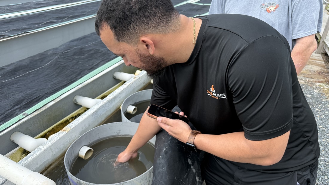 Nursery tanks with Bay water flowing through them, holding juvenile clams and oysters