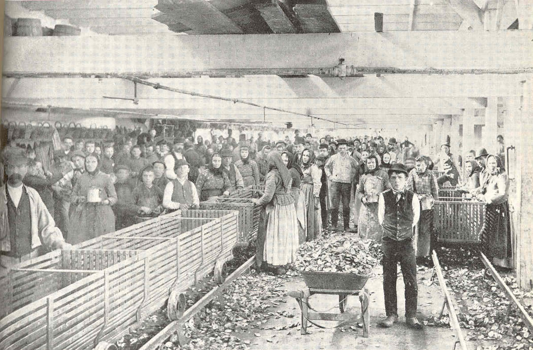 A crowded oyster shucking room in Crisfield in 1899, with rows of shucking troughs, a wheelbarrow of shells, and dozens of workers.