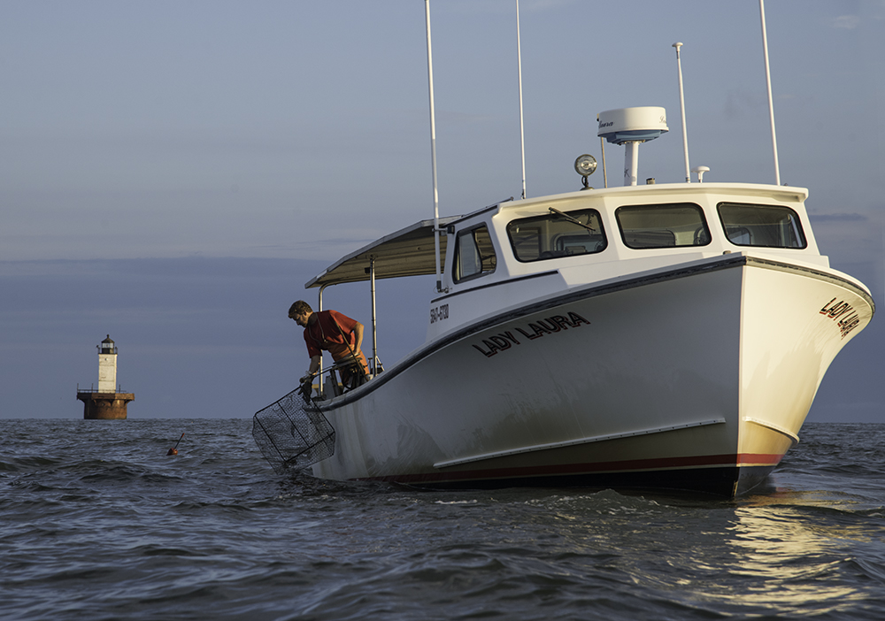 A waterman in a red shirt working over the side of his moored crab boat, the Lady Laura, on the Chesapeake Bay with a lighthouse in the distance.