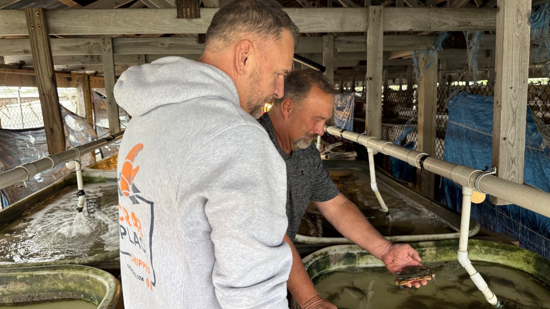 Greg Cain watching as Moose Labo lifts a crab from a shedding float.
