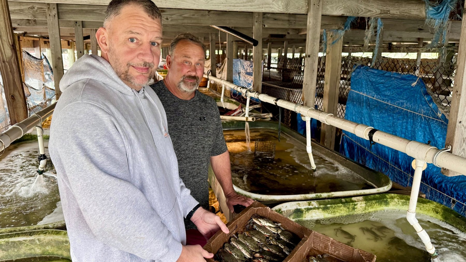 Greg Cain and Moose Labo standing beside the shedding floats in Moose's soft crab shanty, holding a tray of soft crabs.
