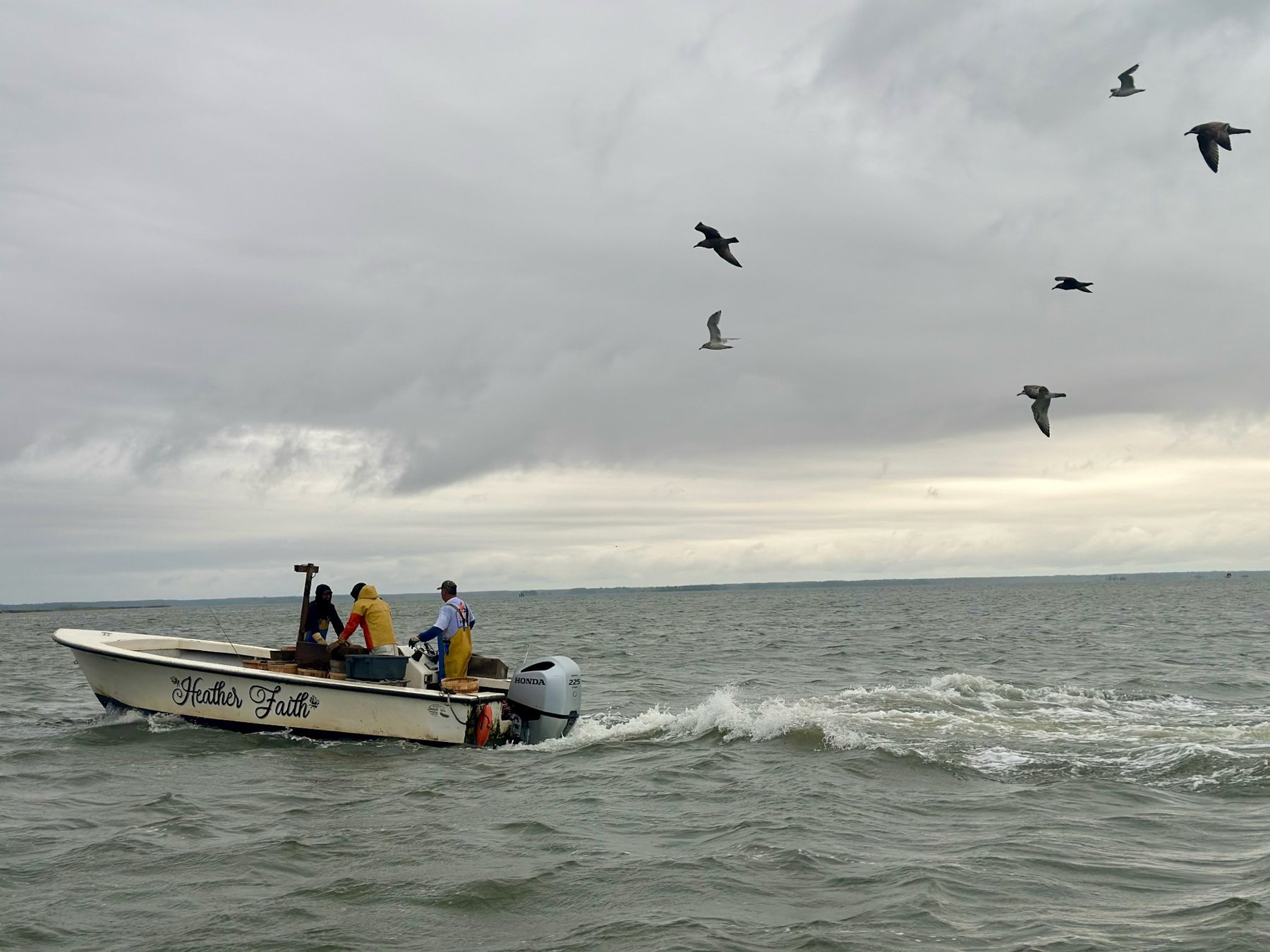 The workboat Heather Faith running across gray, choppy water with three watermen aboard and birds overhead.
