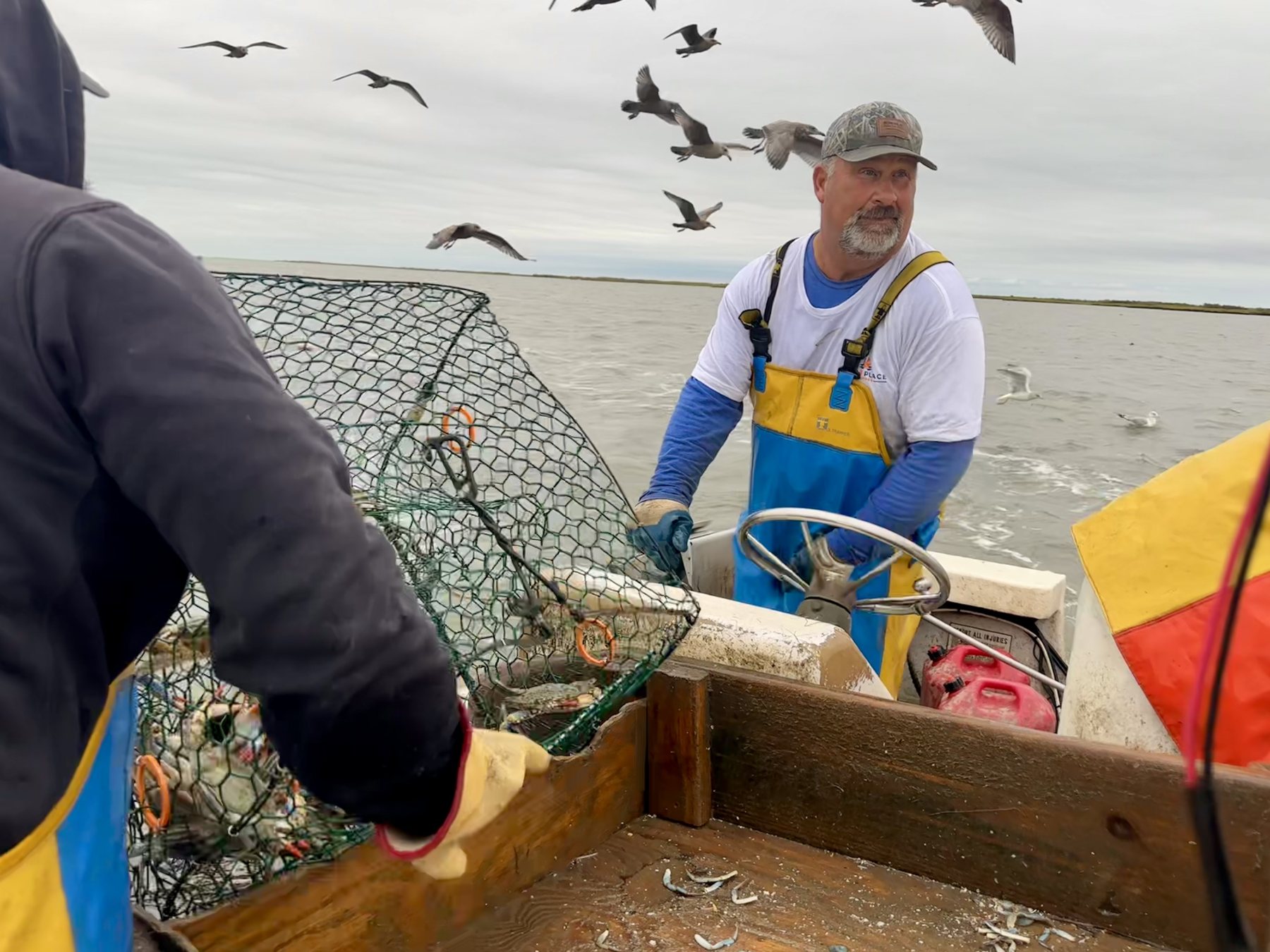 Waterman Moose Labo at the wheel of his workboat as a crab pot comes over the side, with gulls overhead.