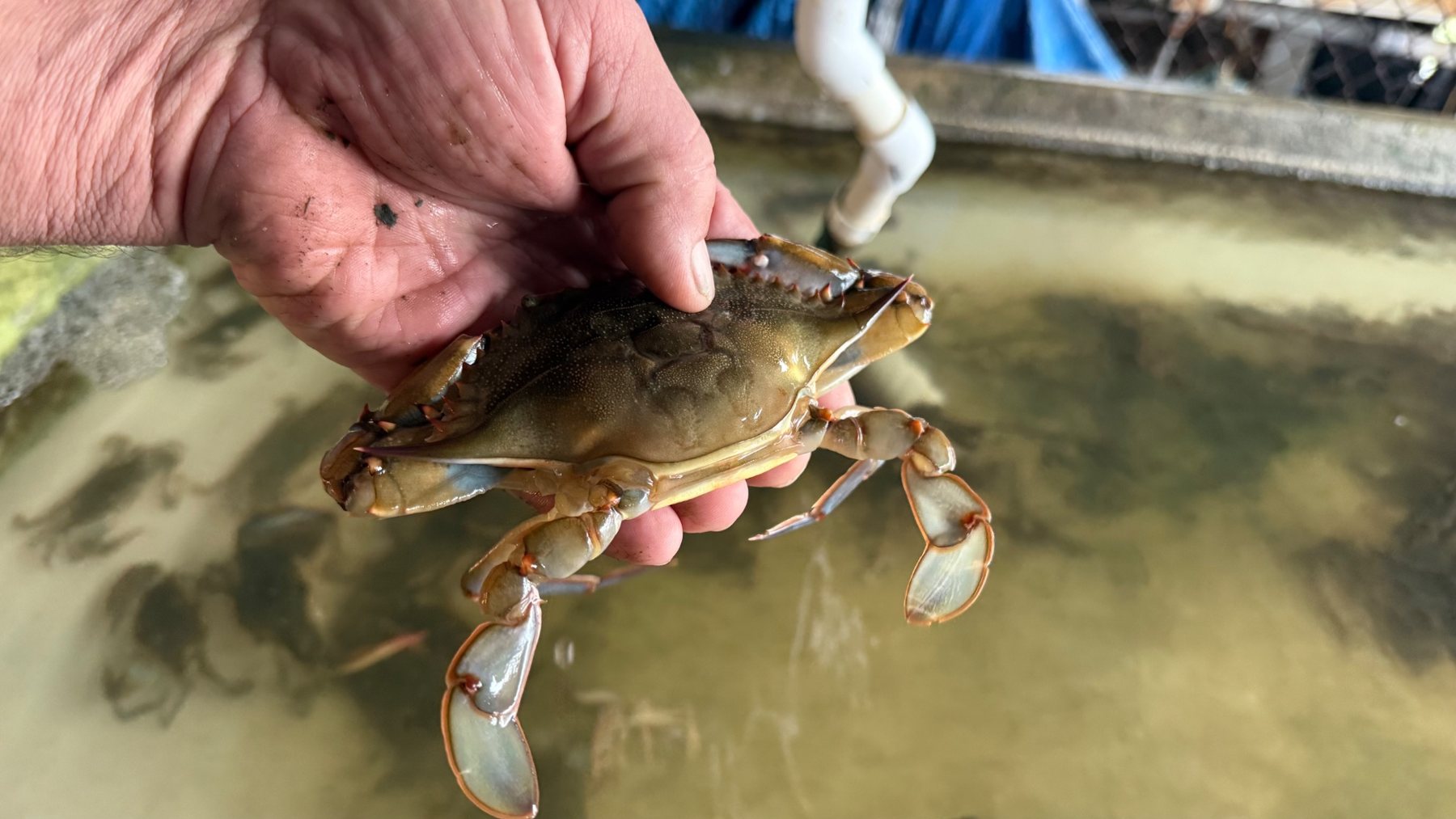 Moose Labo's hand holding a blue crab over a shedding float.