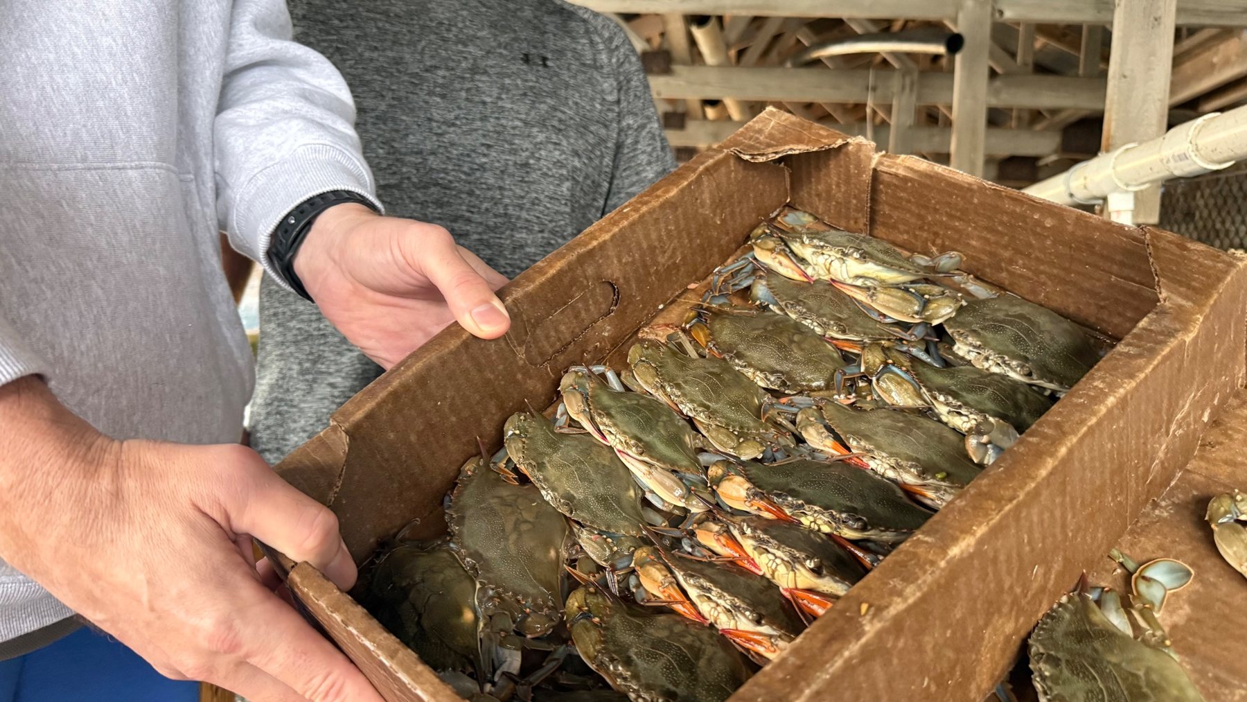 A cardboard tray of freshly shed soft crabs lined up in rows.